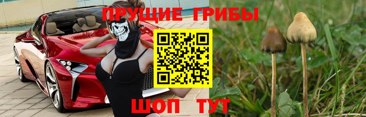 Галлюциногенные грибы GOLDEN TEACHER Димитровград